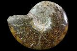 Polished, Agatized Ammonite (Cleoniceras) - Madagascar #75956-1
